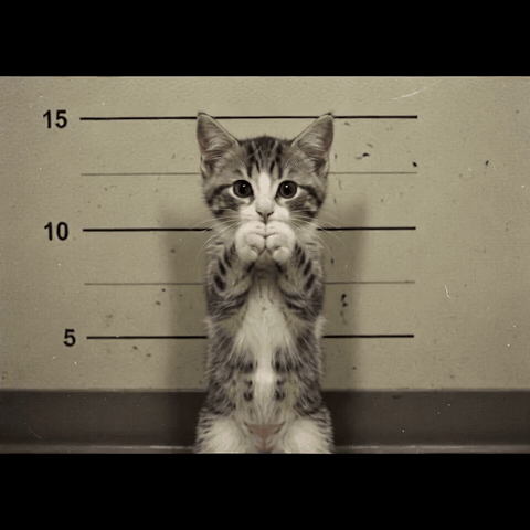 mugshot of the kitten against a height chart, dancing