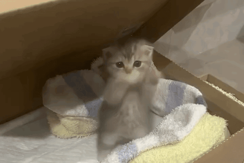 another kitten doing the dance in a box